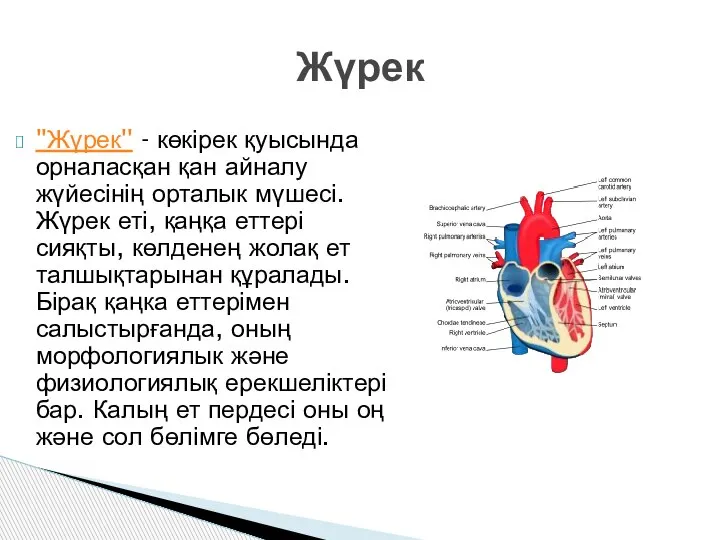 ''Жүрек'' - көкірек қуысында орналасқан қан айналу жүйесінің орталык мүшесі. Жүрек еті,