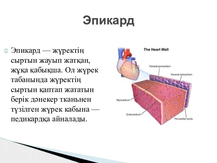 Эпикард — жүректің сыртын жауып жатқан, жұқа қабықша. Ол жүрек табанында жүректің