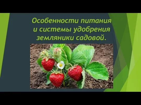 Особенности питания и системы удобрения земляники садовой.