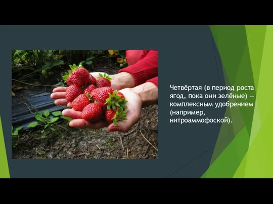 Четвёртая (в период роста ягод, пока они зелёные) — комплексным удобрением (например, нитроаммофоской).