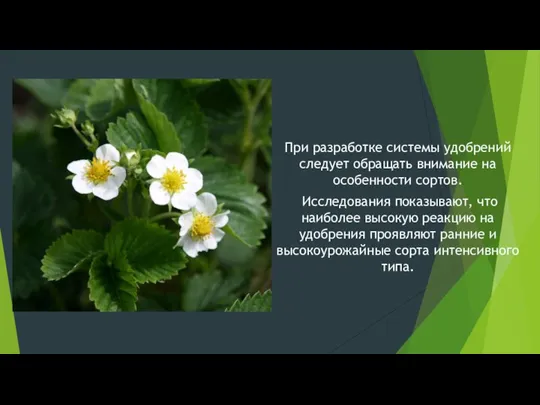 При разработке системы удобрений следует обращать внимание на особенности сортов. Исследования показывают,