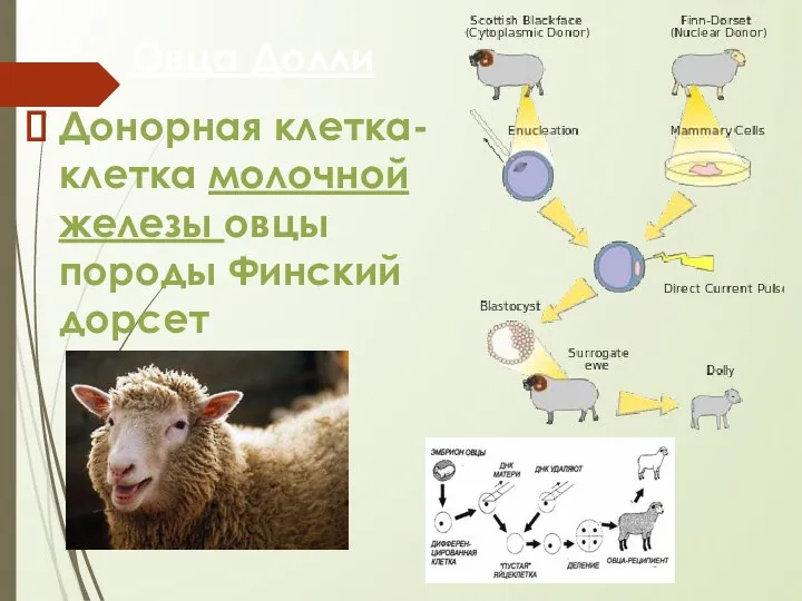 Овца Долли Донорная клетка- клетка молочной железы овцы породы Финский дорсет