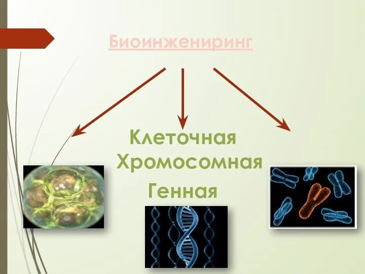 Биоинжениринг Клеточная Хромосомная Генная