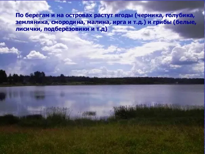 По берегам и на островах растут ягоды (черника, голубика, земляника, смородина, малина,