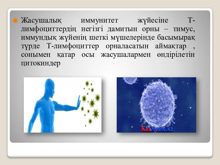Жасушалық иммунитет жүйесіне Т-лимфоциттердің негізгі дамитын орны – тимус, иммундық жүйенің шеткі