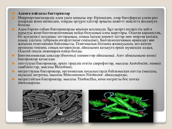 Адамға пайдалы бактериялар Микроорганизмдердiң адам үшiн маңызы зор: бiрiншiден, олар биосферада үлкен