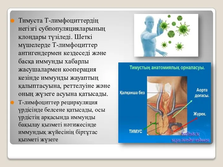 Тимуста Т-лимфоциттердің негізгі субпопуляцияларының клондары түзіледі. Шеткі мүшелерде Т-лимфоциттер антигендермен кездеседі және