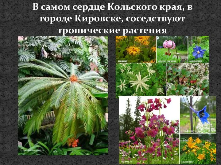 В самом сердце Кольского края, в городе Кировске, соседствуют тропические растения