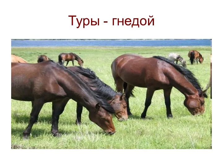 Туры - гнедой