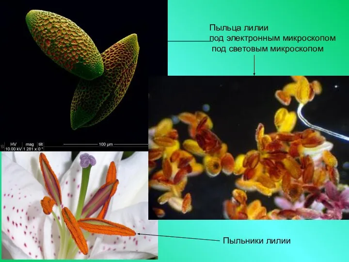 Пыльца лилии под электронным микроскопом под световым микроскопом Пыльники лилии