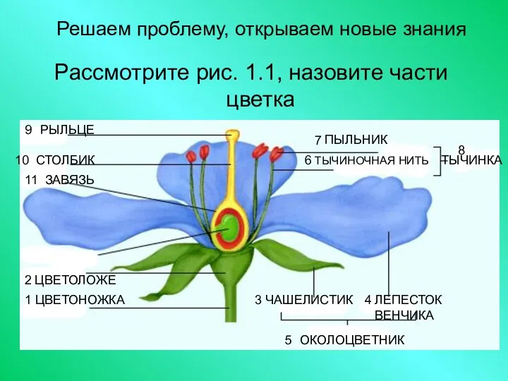 Решаем проблему, открываем новые знания Рассмотрите рис. 1.1, назовите части цветка 1