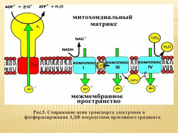 Рис.5. Сопряжение цепи транспорта электронов и фосфорилирования АДФ посредством протонного градиента