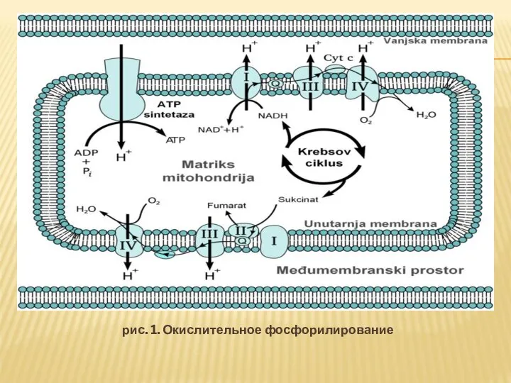 рис. 1. Окислительное фосфорилирование