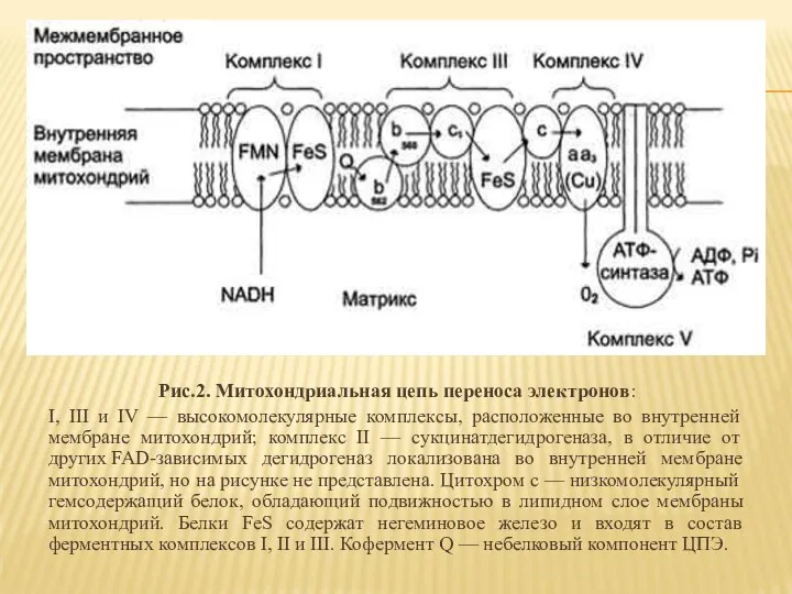 Рис.2. Митохондриальная цепь переноса электронов: I, III и IV — высокомолекулярные комплексы,