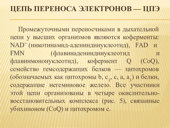 ЦЕПЬ ПЕРЕНОСА ЭЛЕКТРОНОВ — ЦПЭ Промежуточными переносчиками в дыхательной цепи у высших