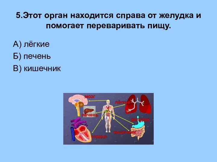 5.Этот орган находится справа от желудка и помогает переваривать пищу. А) лёгкие Б) печень В) кишечник
