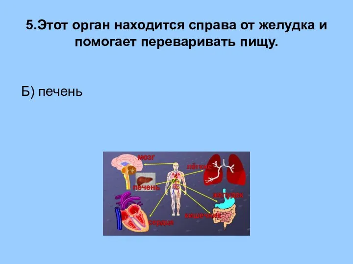 5.Этот орган находится справа от желудка и помогает переваривать пищу. Б) печень