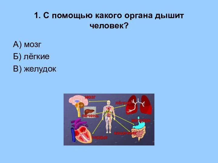 1. С помощью какого органа дышит человек? А) мозг Б) лёгкие В) желудок