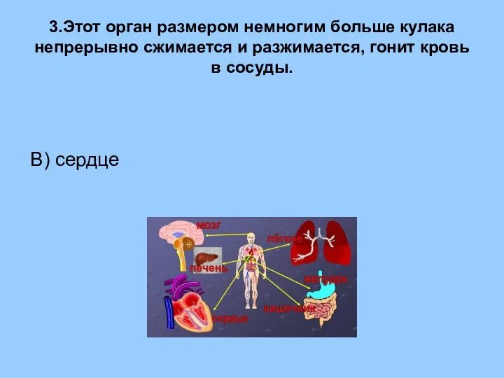 3.Этот орган размером немногим больше кулака непрерывно сжимается и разжимается, гонит кровь в сосуды. В) сердце