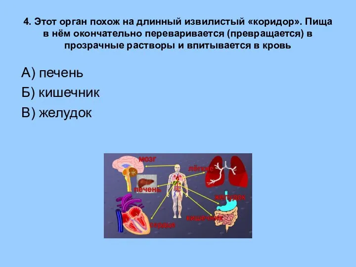 4. Этот орган похож на длинный извилистый «коридор». Пища в нём окончательно