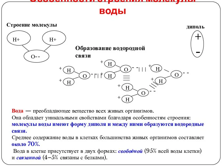 Особенности строения молекулы воды Вода — преобладающее вещество всех живых организмов. Она