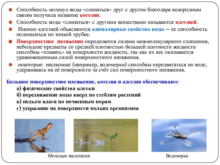 Способность молекул воды «слипаться» друг с другом благодаря водородным связям получила название