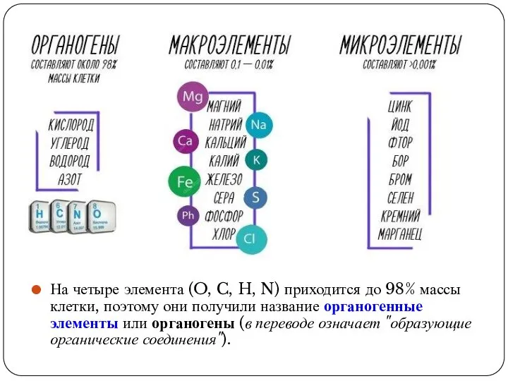 На четыре элемента (O, C, H, N) приходится до 98% массы клетки,