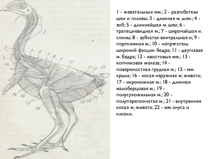 1 - жевательные мм.; 2 - разгибатели шеи и головы; 3 -