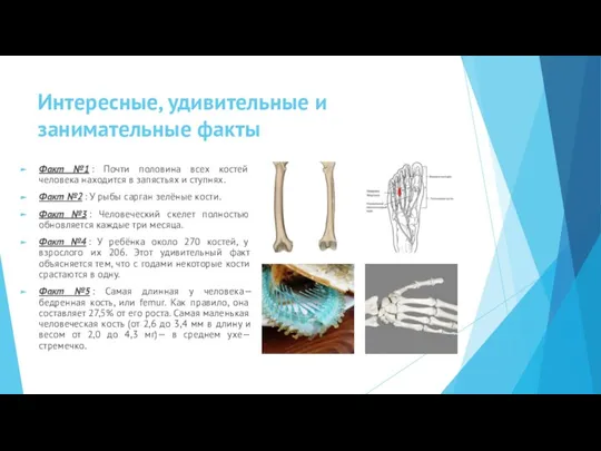 Интересные, удивительные и занимательные факты Факт №1 : Почти половина всех костей