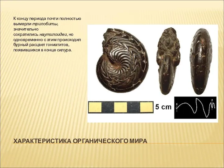 ХАРАКТЕРИСТИКА ОРГАНИЧЕСКОГО МИРА К концу периода почти полностью вымерли трилобиты, значительно сократились