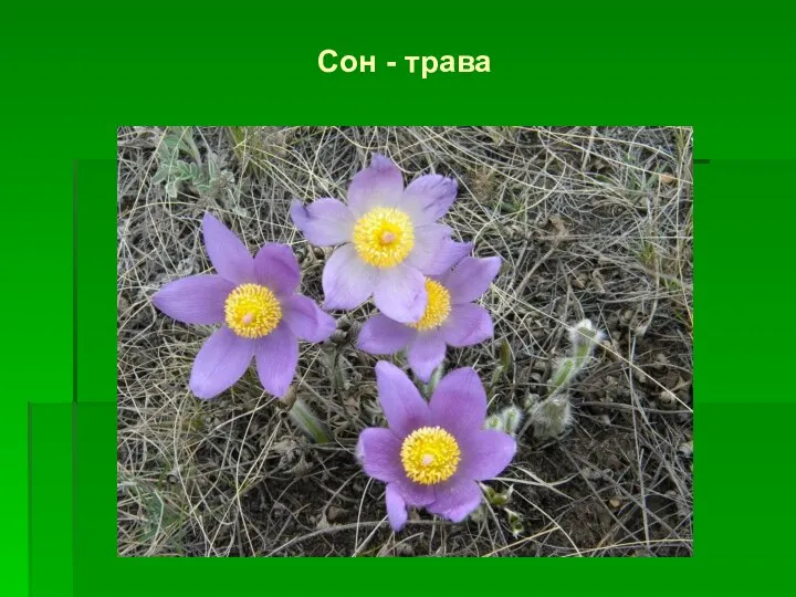 Сон - трава