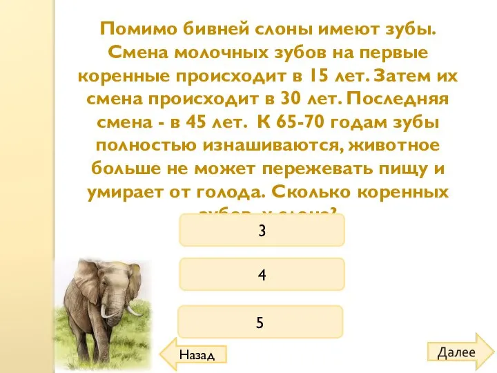 4 Помимо бивней слоны имеют зубы. Смена молочных зубов на первые коренные