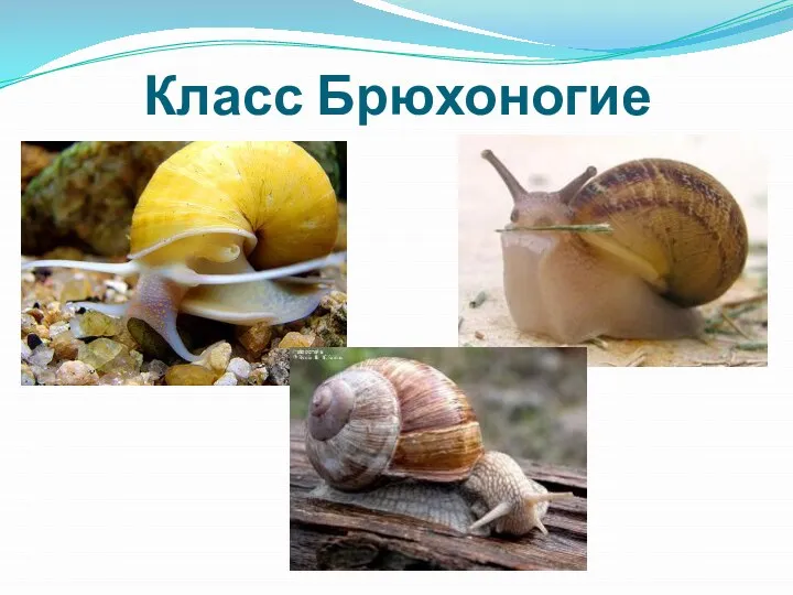 Класс Брюхоногие