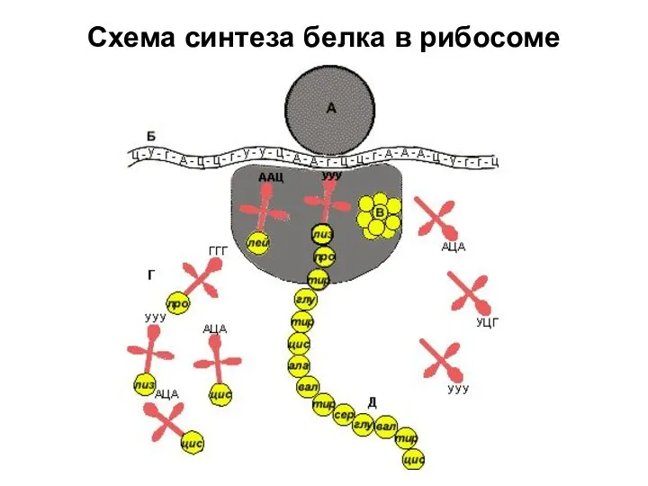 Схема синтеза белка в рибосоме