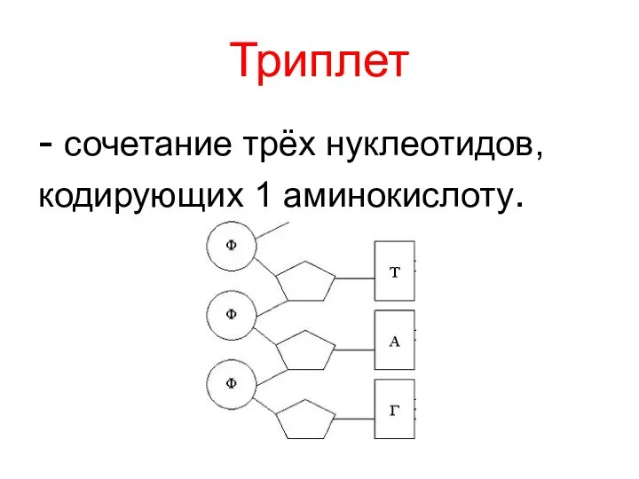 Триплет - сочетание трёх нуклеотидов, кодирующих 1 аминокислоту.