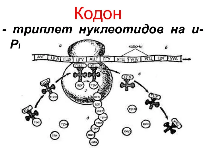 Кодон - триплет нуклеотидов на и-РНК