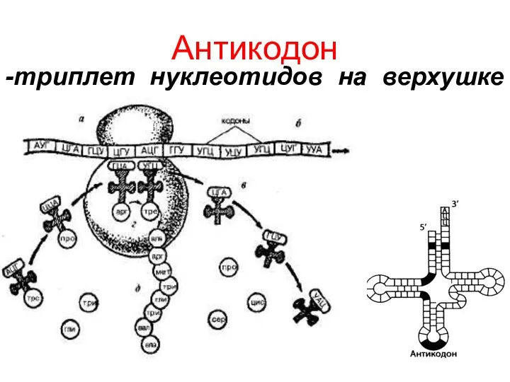 Антикодон -триплет нуклеотидов на верхушке тРНК.