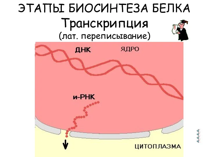 ЭТАПЫ БИОСИНТЕЗА БЕЛКА Транскрипция (лат. переписывание)