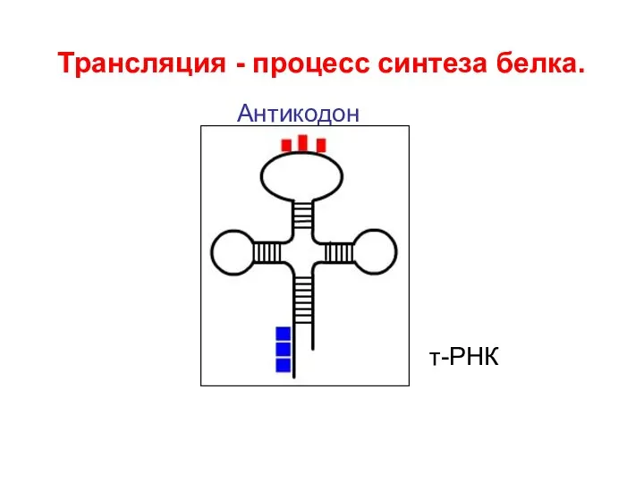 Трансляция - процесс синтеза белка. т-РНК Антикодон