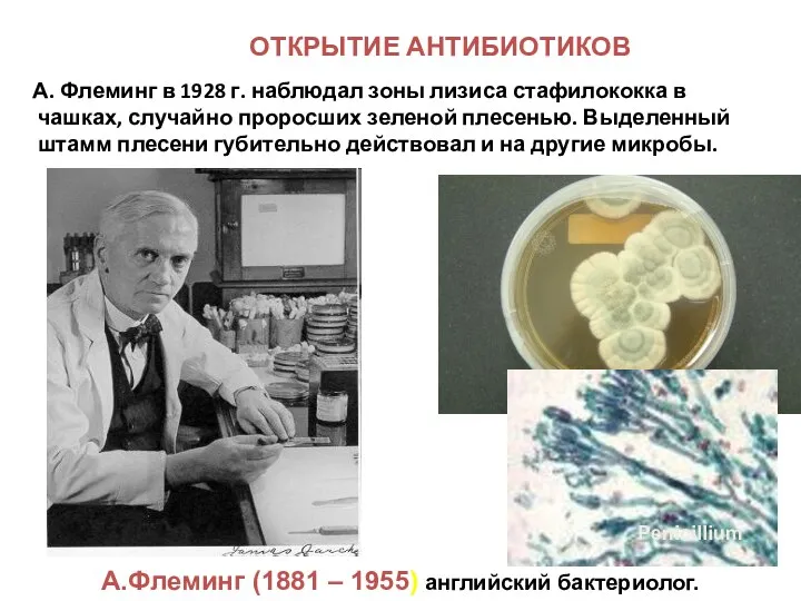 ОТКРЫТИЕ АНТИБИОТИКОВ А. Флеминг в 1928 г. наблюдал зоны лизиса стафилококка в