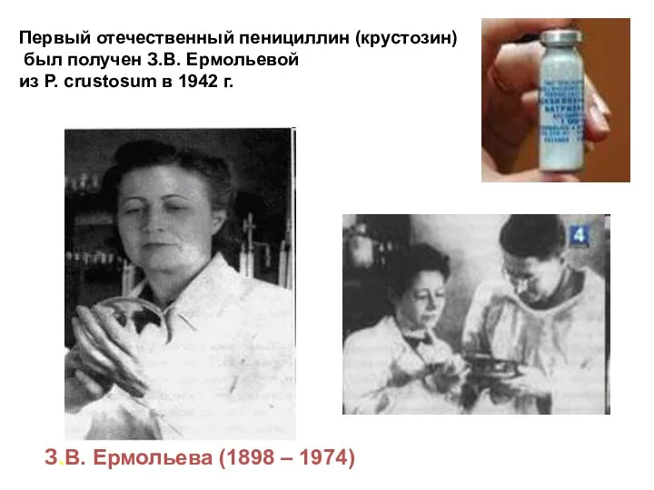 Первый отечественный пенициллин (крустозин) был получен З.В. Ермольевой из P. crustosum в