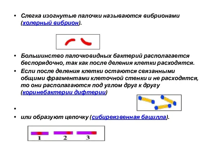 Слегка изогнутые палочки называются вибрионами (холерный вибрион). Большинство палочковидных бактерий располагается беспорядочно,