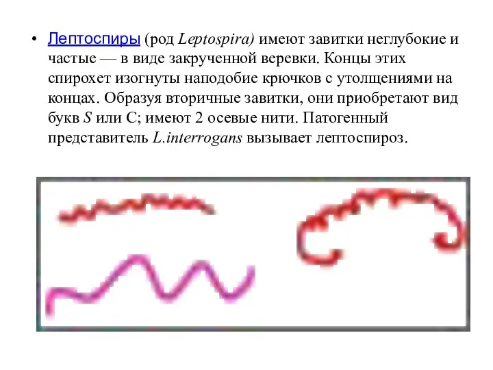 Лептоспиры (род Leptospira) имеют завитки неглубокие и частые — в виде закрученной