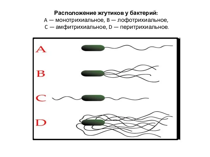 Расположение жгутиков у бактерий: A — монотрихиальное, B — лофотрихиальное, C — амфитрихиальное, D — перитрихиальное.