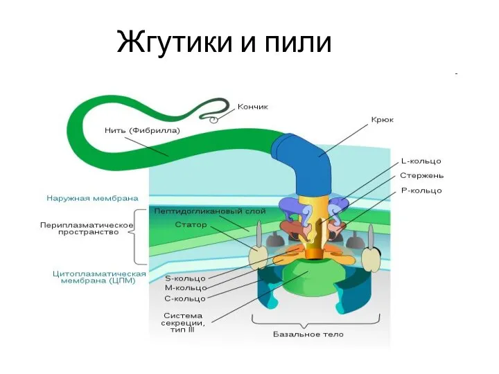 Жгутики и пили