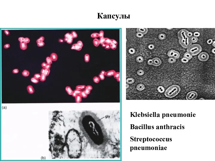 Капсулы Klebsiella pneumonie Bacillus anthracis Streptococcus pneumoniae