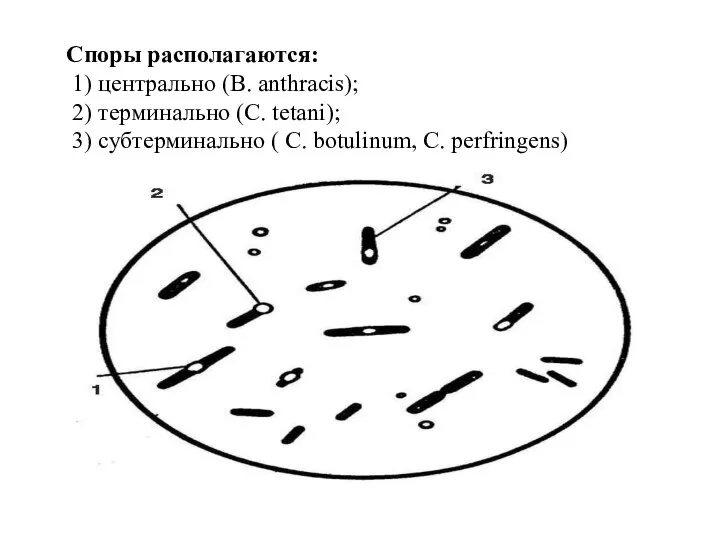 Споры располагаются: 1) центрально (B. anthracis); 2) терминально (С. tetani); 3) субтерминально