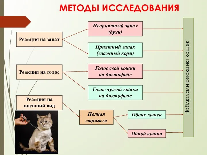 МЕТОДЫ ИССЛЕДОВАНИЯ Реакция на запах Реакция на голос Реакция на внешний вид