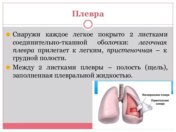 Плевра Снаружи каждое легкое покрыто 2 листками соединительно-тканной оболочки: легочная плевра прилегает