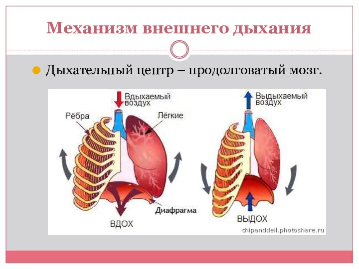 Механизм внешнего дыхания Дыхательный центр – продолговатый мозг.